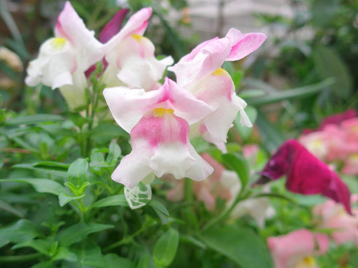 キンギョソウ花散歩