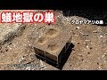 [最も選択された] 夢占い 蟻 一匹 157402-夢占い 蟻 一匹