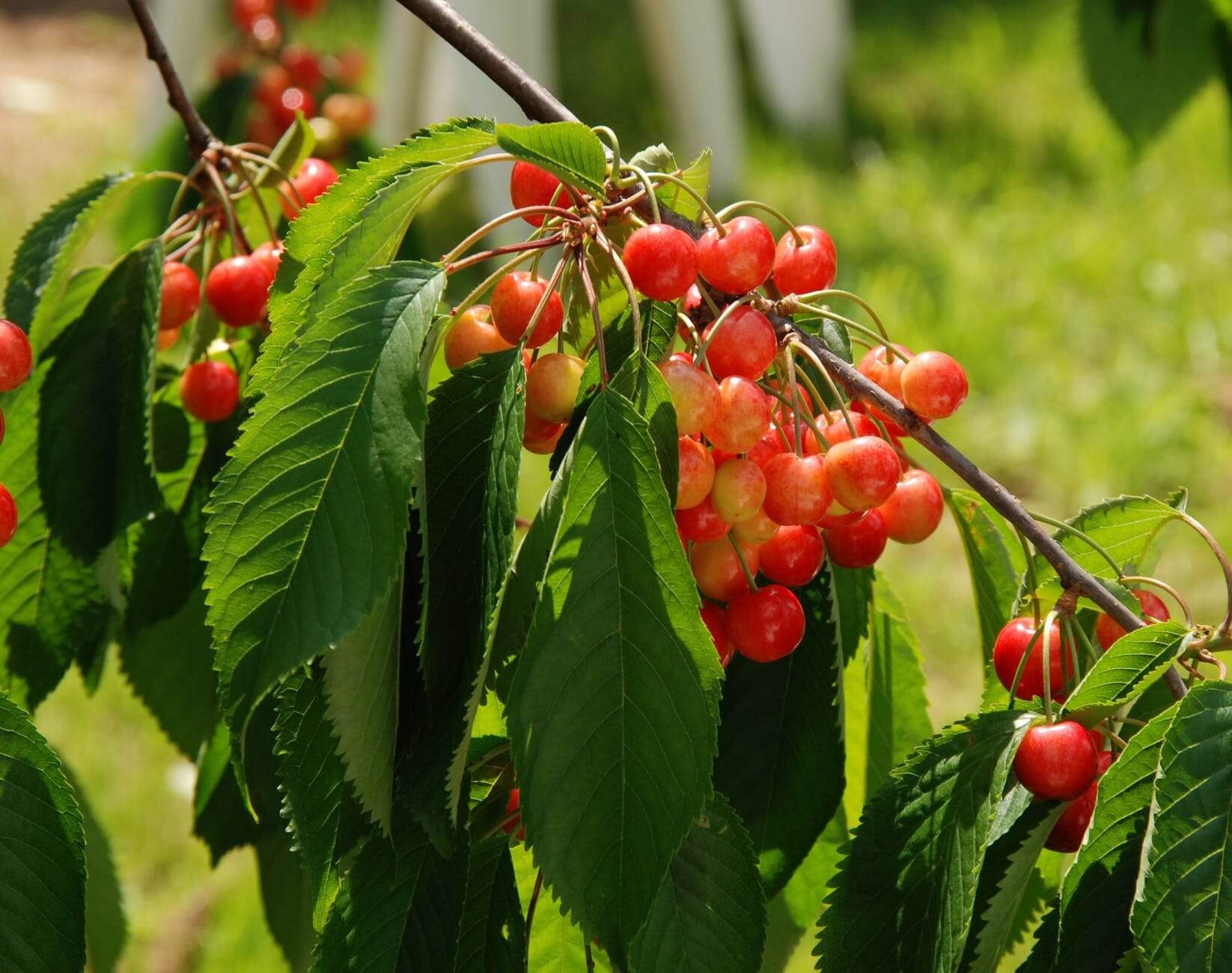 Growing Fruit Trees in Virginia - 🚜 Virginia Farms for Sale