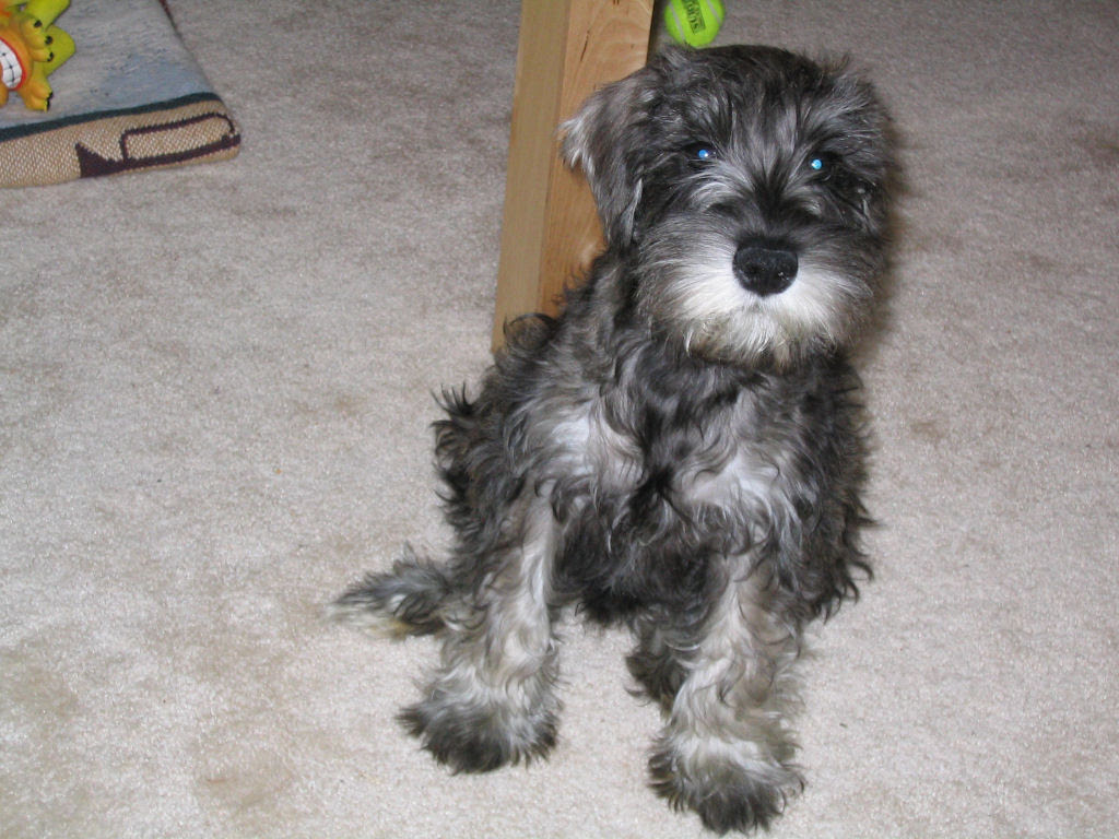 Schnauzer Cuts And Styles  newhairstylesformen2014.com