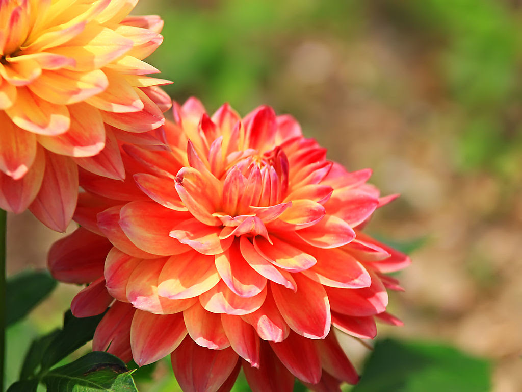 壁紙 ダリア Xga1024 768デスクトップ無料壁紙 花の無料壁紙写真 花の無料写真素材 四季の花の写真集