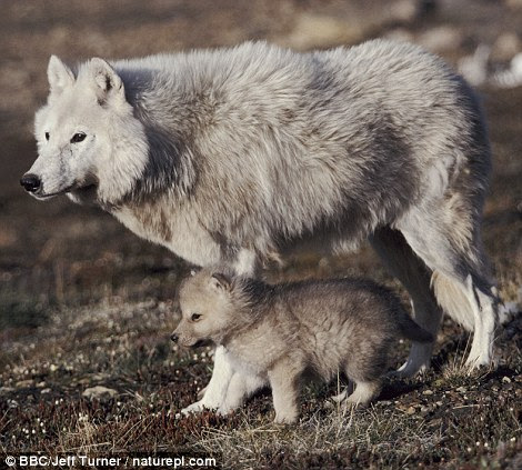 Sticking close to mum: A grey wolf with her pup near their den on Ellesmere Island, Canada