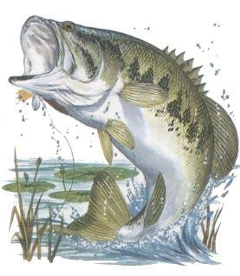Download Free Bass Jumping Cliparts, Download Free Clip Art, Free ...