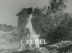 Rebel the dog