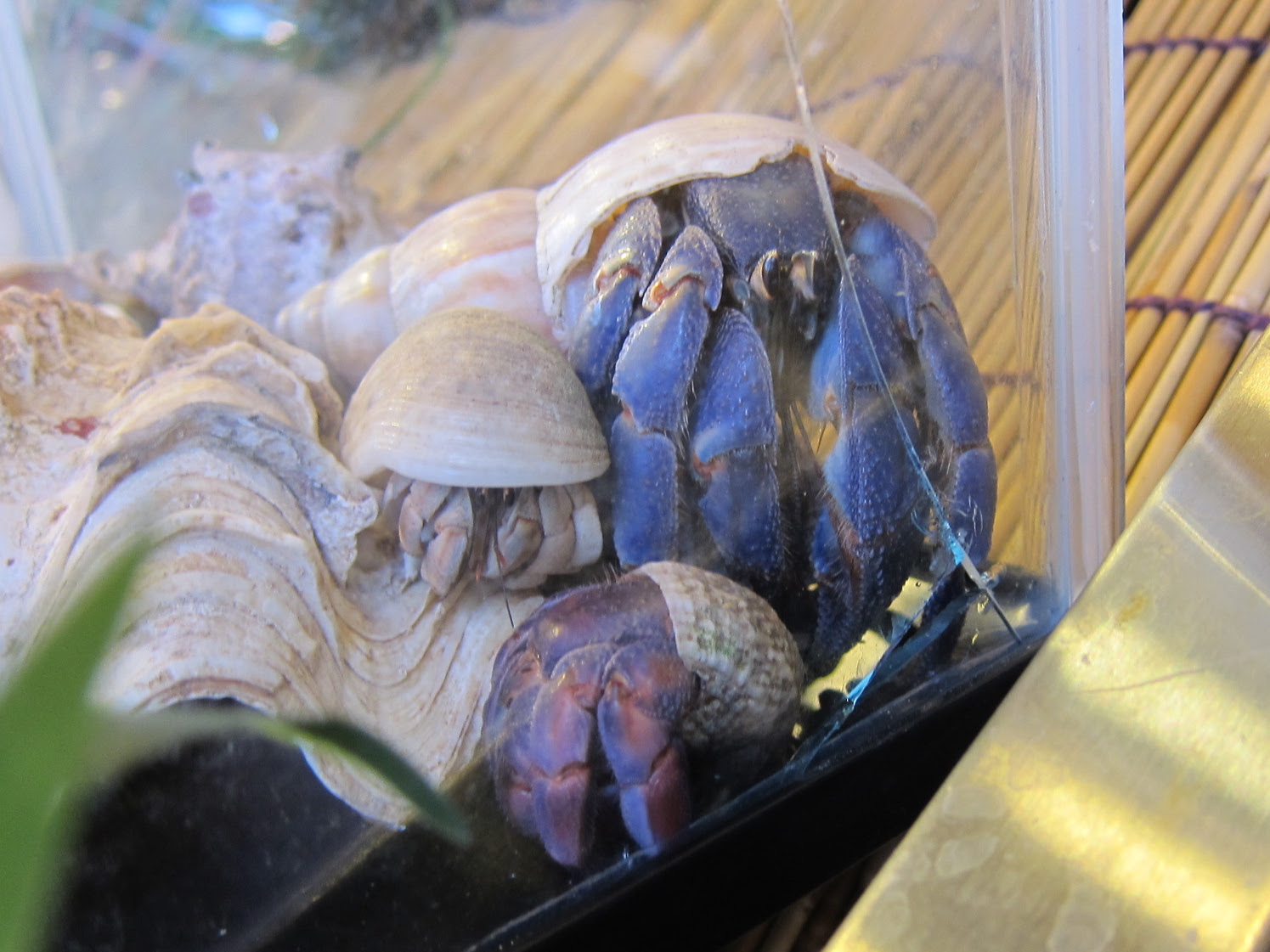 オカヤドカリ 沖縄百科事典 あじまぁ