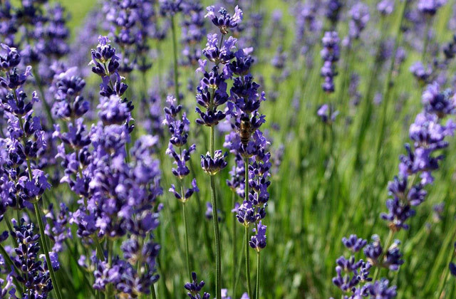 ラベンダー Lavender Flower Files 英語もわかる花の名前ガイド