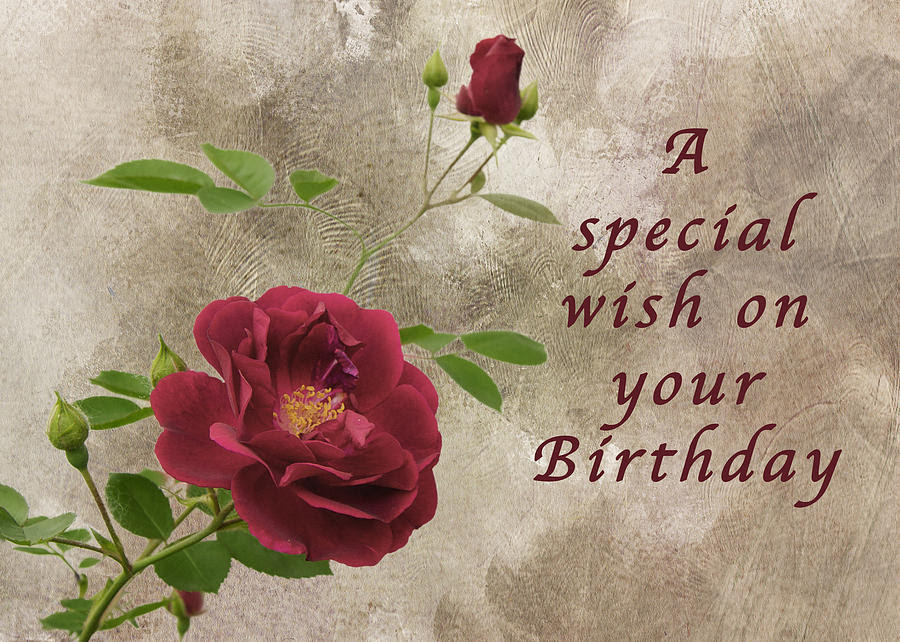 Red Rose Birthday Wish Photograph