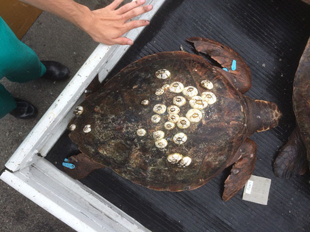 カメフジツボ 東京大学大気海洋研究所 国際沿岸海洋研究センター