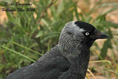 Les Corvidés Corbeaux Corneilles Geais Et Pies