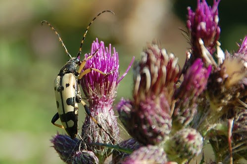 black and white beetle