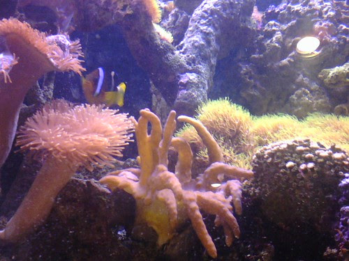 Devil's Hand coral, assorted leather corals, and my mean ass female Clarkii clownfish (my oldest fish)