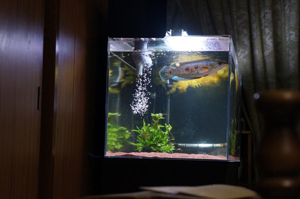 昨夜のオセレイトスネークヘッド14 03 21 飼育日記