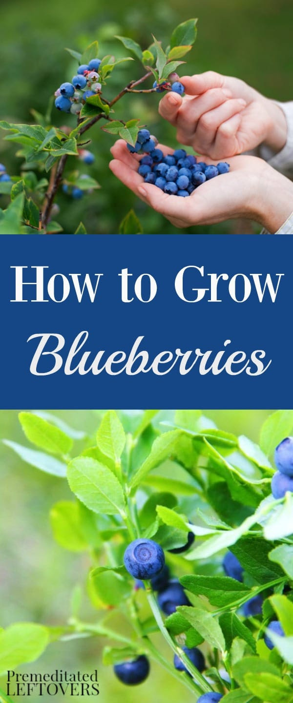 Tips for Growing Blueberries in Your Garden - From ...