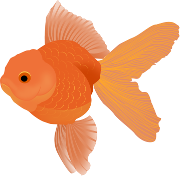 金鱼手绘彩色 万图壁纸网