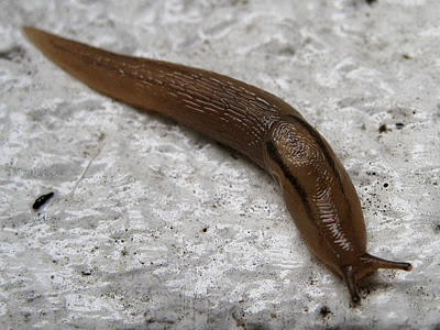 ナメクジに塩 エビログ