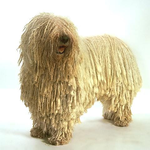 拝啓 尾沢さん 犬
