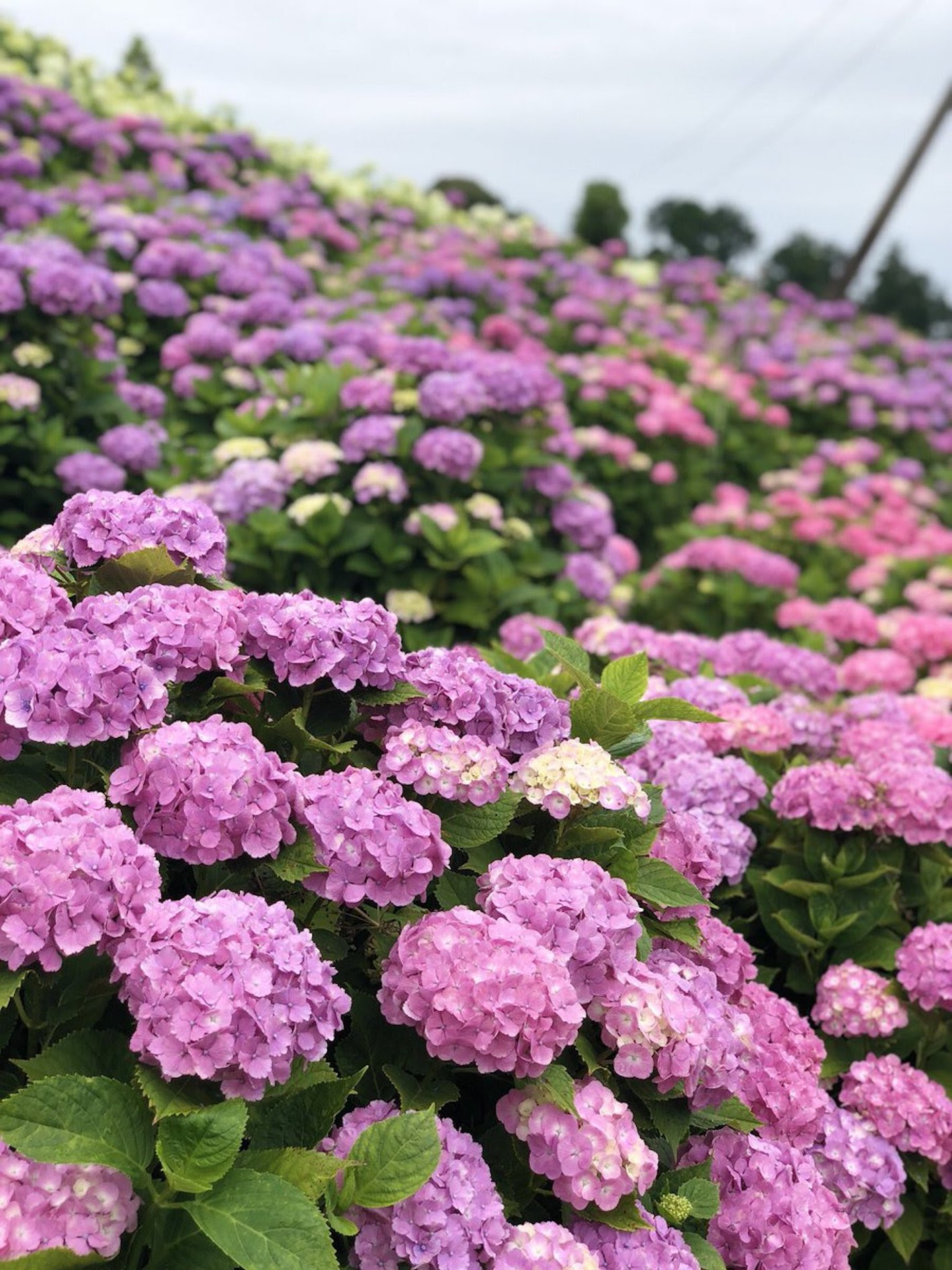 紫陽花の土の作り方について 配合によって色が変わる 植物navi