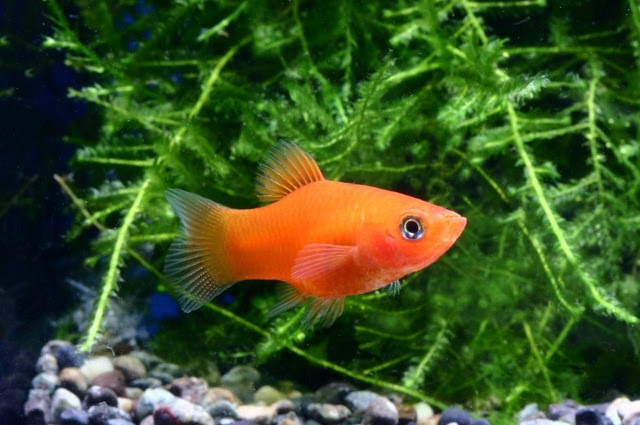 淡水熱帯魚 飼いやすさランキングトップ5 熱帯魚 アクアリウム情報マガジン