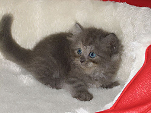 Gambar kucing comel dan manja Gambar kucing comel dan manja