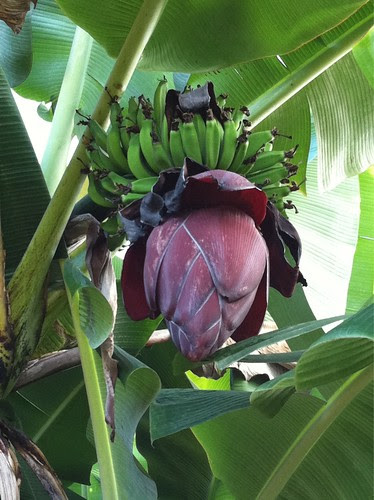 Bananas