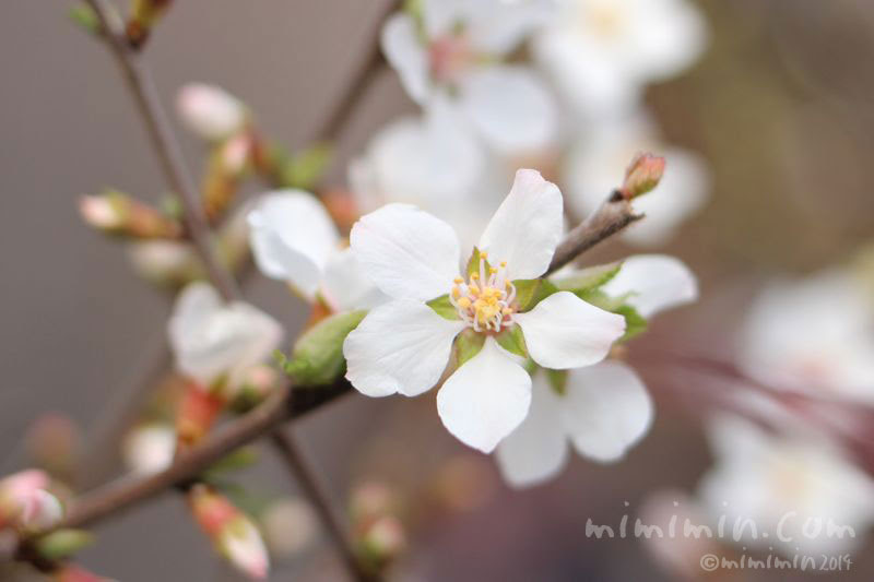 ユスラウメ 梅桃 山桜桃梅 の写真 ユスラウメの花言葉 みみみんブログ