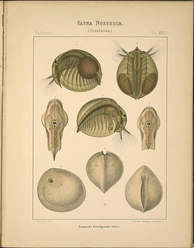 Limnetis brachyura