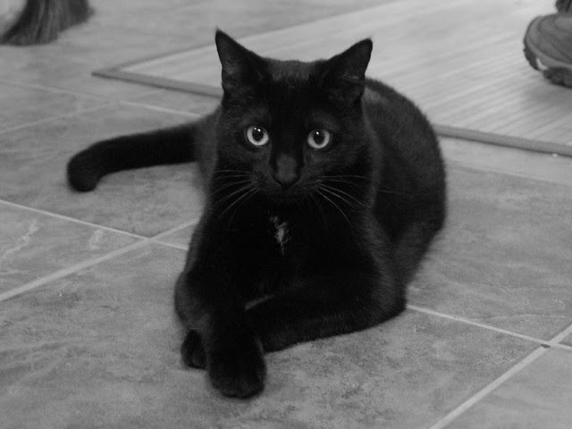 Kendi, my black cat