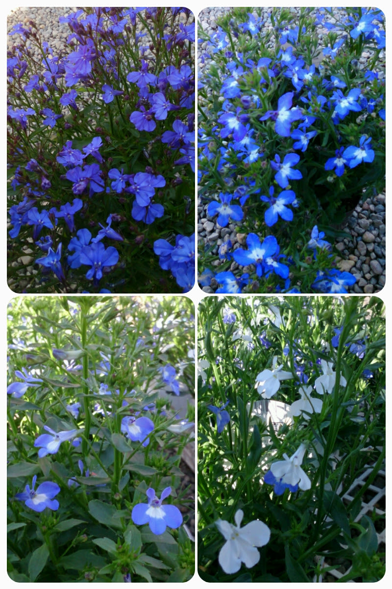 姫路で切り花 鉢花 花苗 観葉植物をご購入なら 姫路市 書写山の麓にあるガーデニングショップの花もん屋 ロベリア
