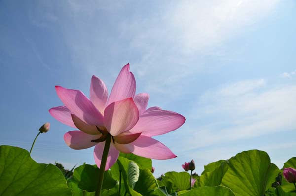 大輪の花を咲かせていた古代蓮 山森 浪漫
