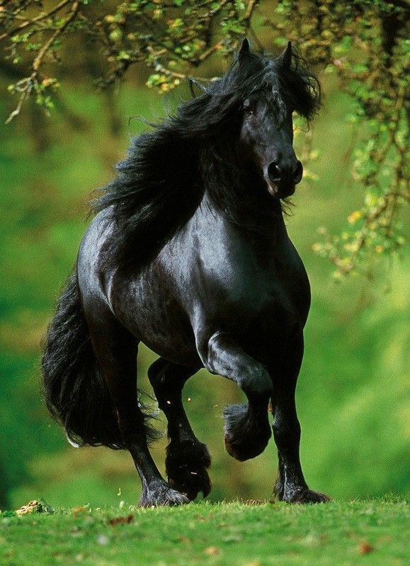 CHEVAL