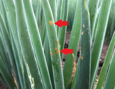 ネギの赤さび病が止まらない 生態と防除対策 登録農薬について紹介します 農業現場の病害虫 資材情報の発信サイト