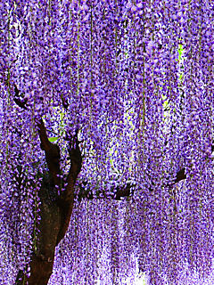 藤 フジ の花 携帯待受画像 携帯待受画像 無料壁紙 楽天ブログ