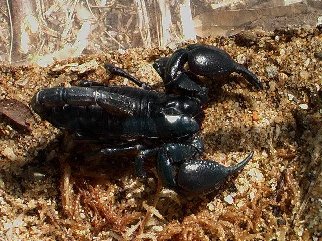 ファーブル伊藤の生き物日記 嫌われる虫 展が始まります 長崎バイオパーク Zooっと近くにふれあえる九州の動物園 植物園