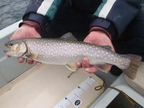 芦ノ湖のトラウト釣り 芦ノ湖ネット
