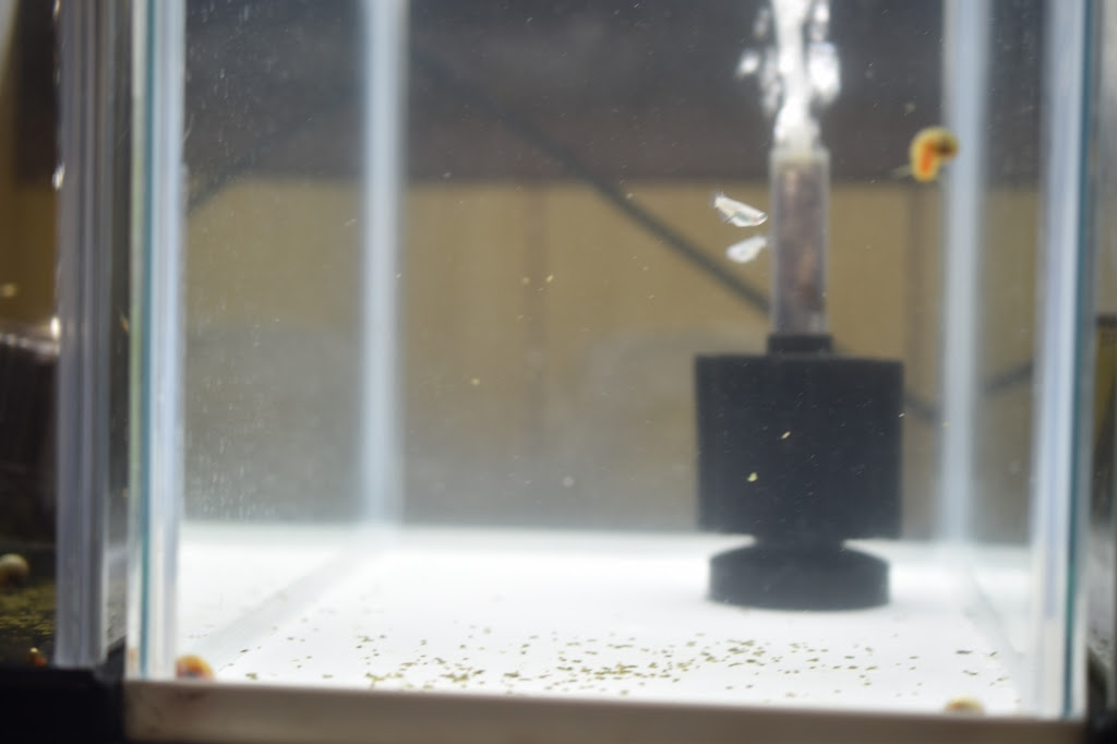 神 素早く成長させる めだか屋悠遊