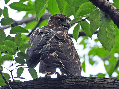 Morningside RT Fledgling
