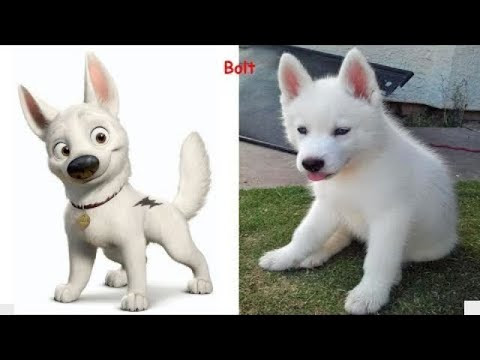 犬 キャラクター