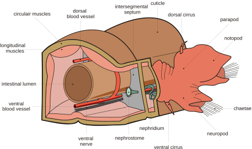 internal earthworm anatomy. [edit] Internal anatomy and