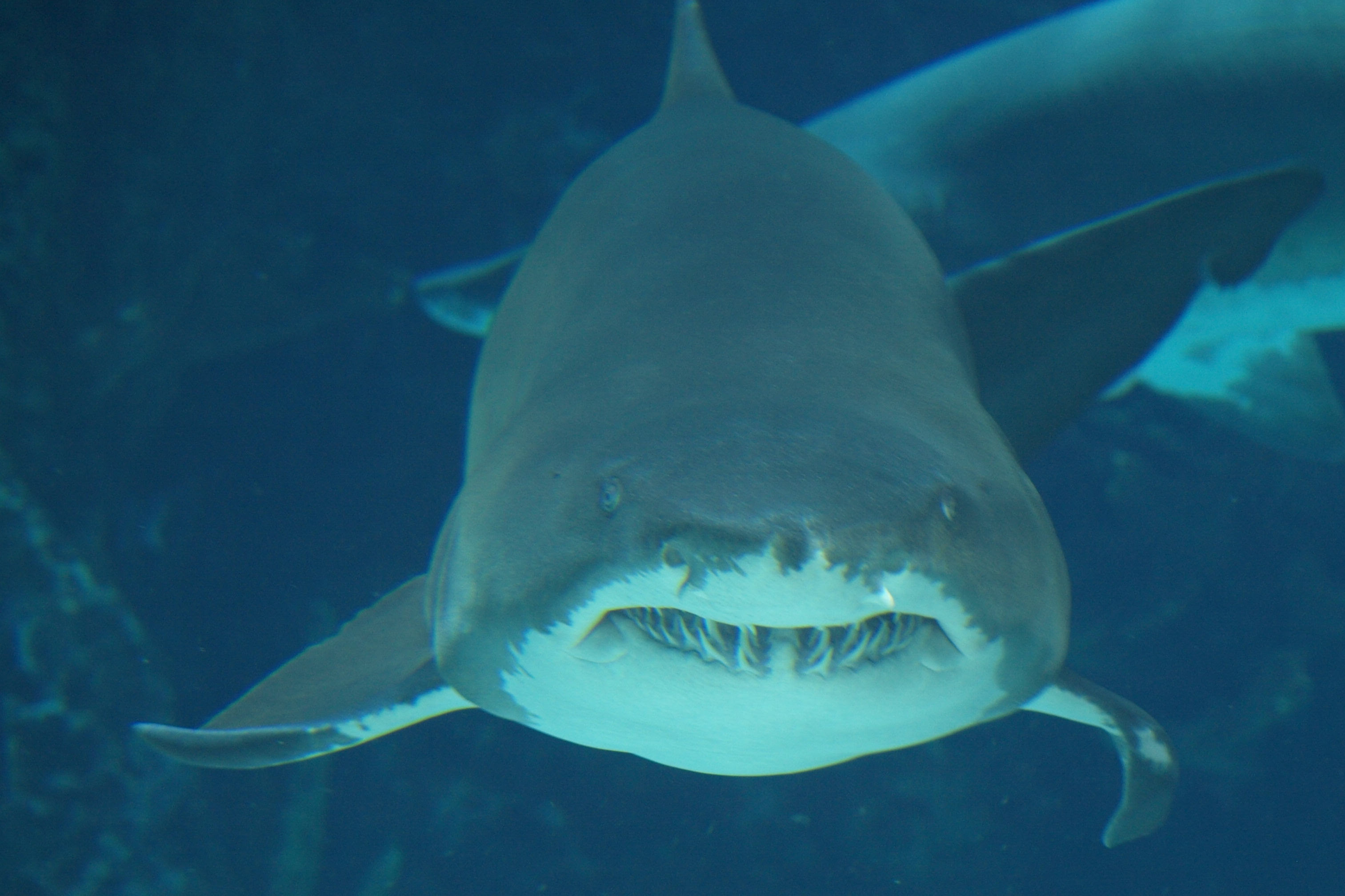 フリー画像 動物写真 魚類 鮫 サメ 画像素材なら 無料 フリー写真素材のフリーフォト