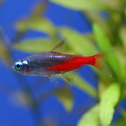 熱帯魚のご紹介 熱帯魚ショップトロピランド