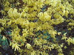 April 3, 2009 forsythia on Princeton's campus