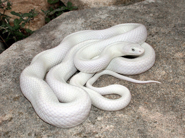 SE England White snake! (Leucistic Rat, Blizzard Corn. etc ...