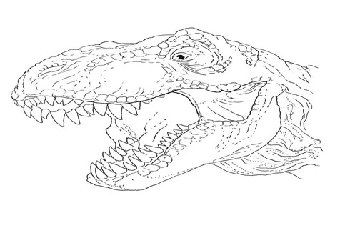T Rex Head Drawing At Getdrawingscom Free For Personal Use T Rex