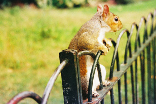squirrel