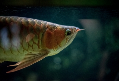 アロワナのヒゲが切れる原因や対処法は ヒゲって再生するの 熱帯魚 淡水魚 海水魚の図鑑