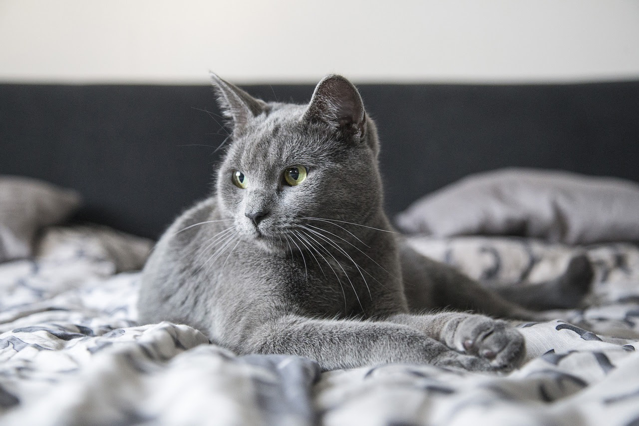 グレーの猫の種類5選 美しい毛色を持つグレー猫 灰色猫 の魅力とは