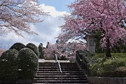 桜祭時の花見駐車場立て札 富士森公園 八王子の点景