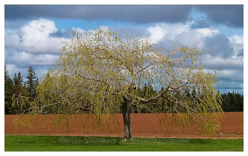 Fernwood PEI