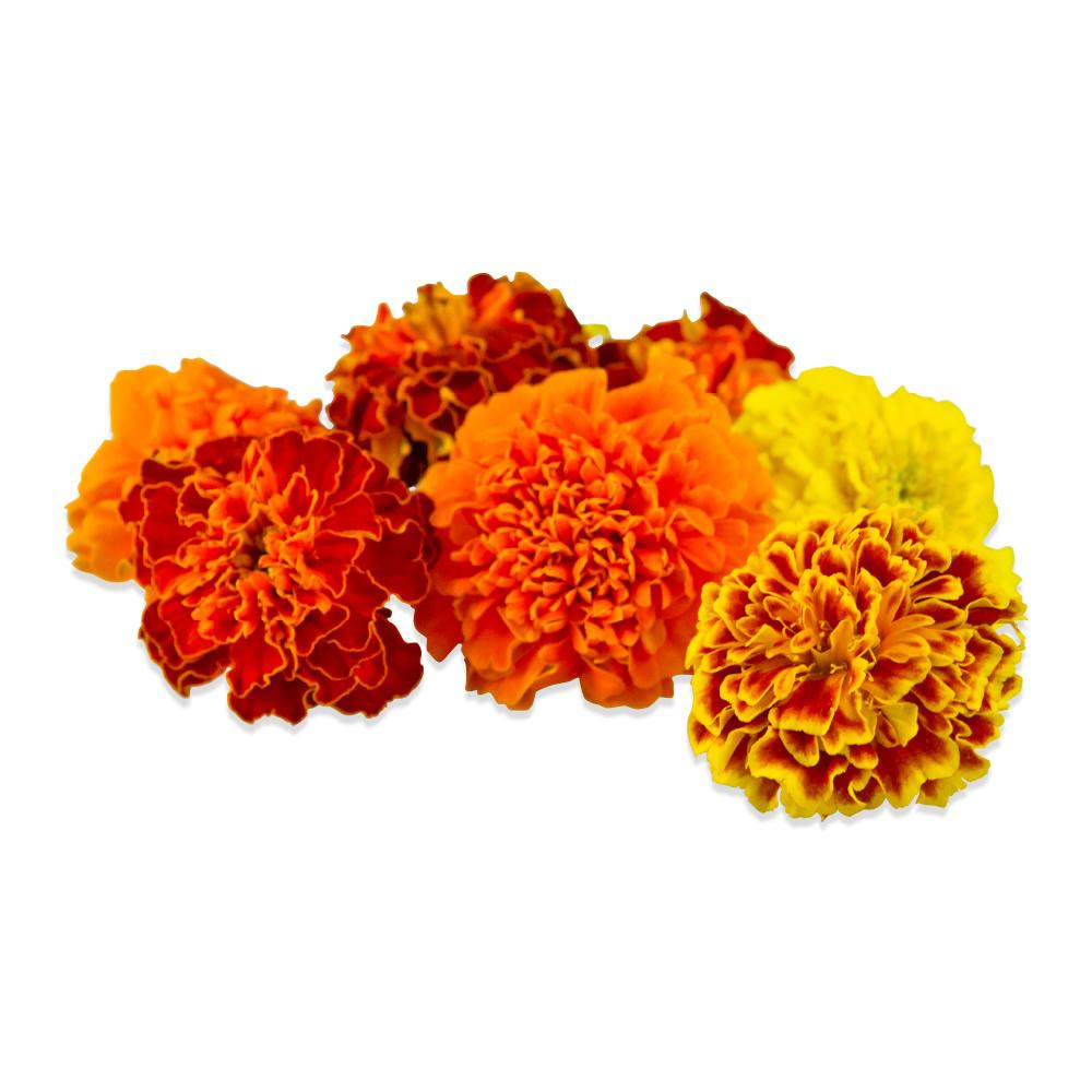 Buy Edible Marigolds in Bulk | Marx Foods
