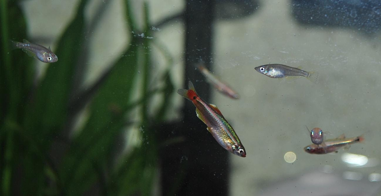 メダカとアカヒレさん かおたんの写真日記fromならまち
